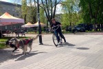 Obywatel pies - pod takim hasłem na skwerze przed Miejskim Domem Kultury w Stalowej Woli odbyła się impreza dla miłośników czworonogów.