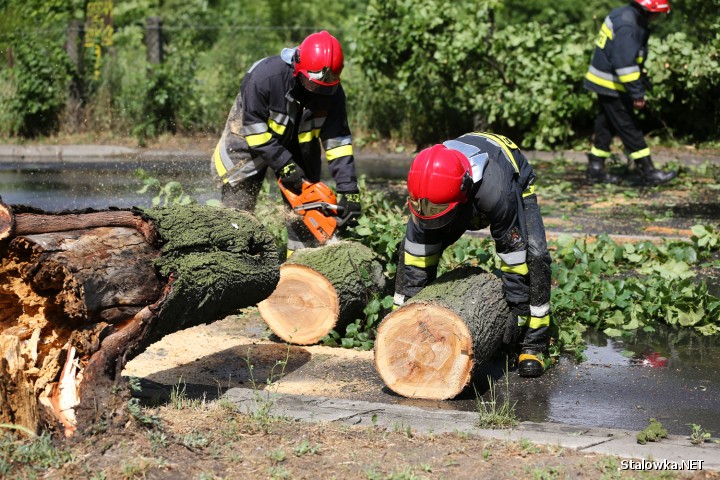 Połamane gałęzie, powalone drzewa. Strażacy mają pełne ręce roboty. Skutki porywistych podmuchów wiatru będą usuwali do w całym powiecie do wieczora.