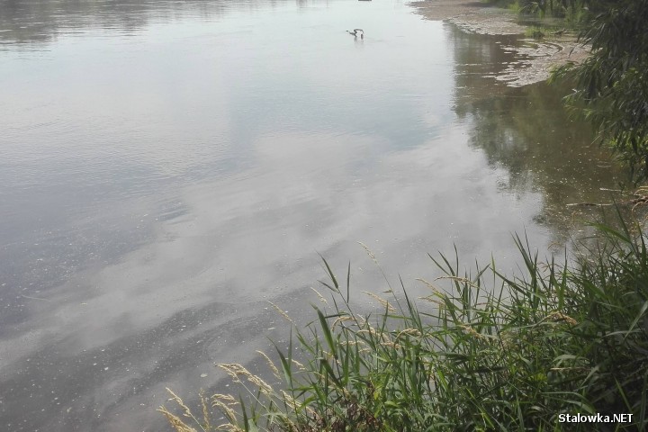 Tak wygląda rzeka San tuż przed kanałem zrzutu MOŚ.