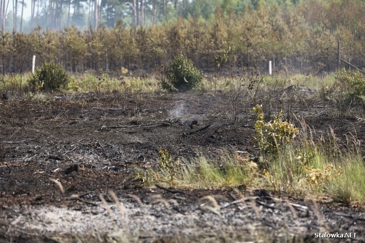 Drugi dzień trwa akcja gaszenia pożaru lasu do jakiego doszło pomiędzy zakładem Alutec a Jelnią.