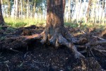 Pożarem objęte jest 2 hektary lasu w Nadleśnictwie Rozwadów. Na miejsce ściągnięto wszelkie możliwe siły do walki z żywiołem. Pożarem objęte jest głównie torfowisko.