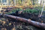Pożarem objęte jest 2 hektary lasu w Nadleśnictwie Rozwadów. Na miejsce ściągnięto wszelkie możliwe siły do walki z żywiołem. Pożarem objęte jest głównie torfowisko.