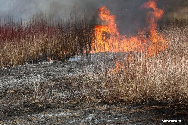 13-letni chłopiec bawiąc się zapałkami podpalił trawę na nieużytkach w Lipie w gminie Zaklików. Na szczęście w pobliżu nie było żadnych budynków i nikt nie ucierpiał.