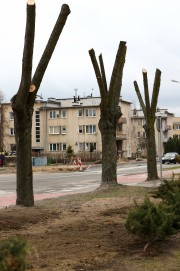 Wzdłuż ulicy Ofiar Katynia obok dworca PKP przycięto 15 drzew. Warto się zastanowić czy z czasem nie zostaną całkowicie wycięte.