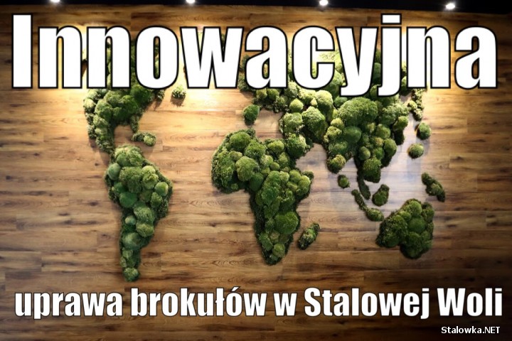 Innowacyjna uprawa brokułów w Stalowej Woli.