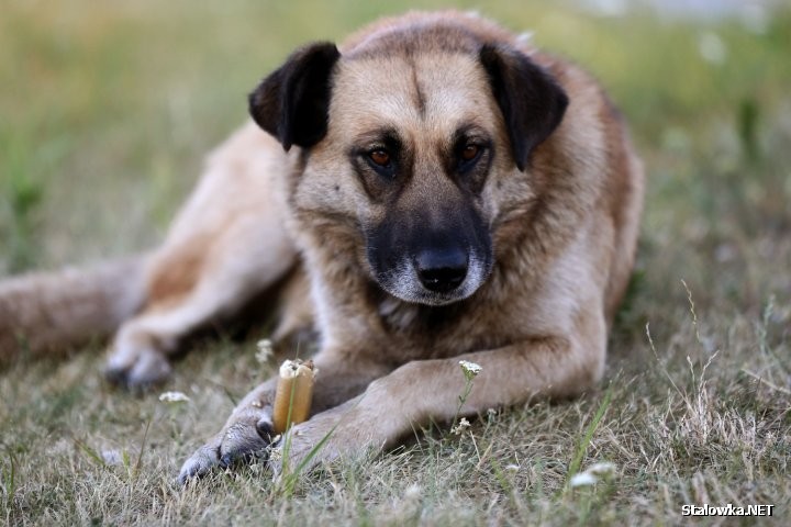 Od 1 stycznia 2019 roku właściciele psów nie będą mieli obowiązku uiszczania rocznej opłaty w wysokości 40 złotych za swojego pupila. Taką decyzję podjęli radni miejscy.
