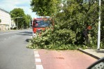 W niedzielne przedpołudnie drzewo runęło na przystanek autobusowy i chodnik. Na szczęście nikt nie został ranny.