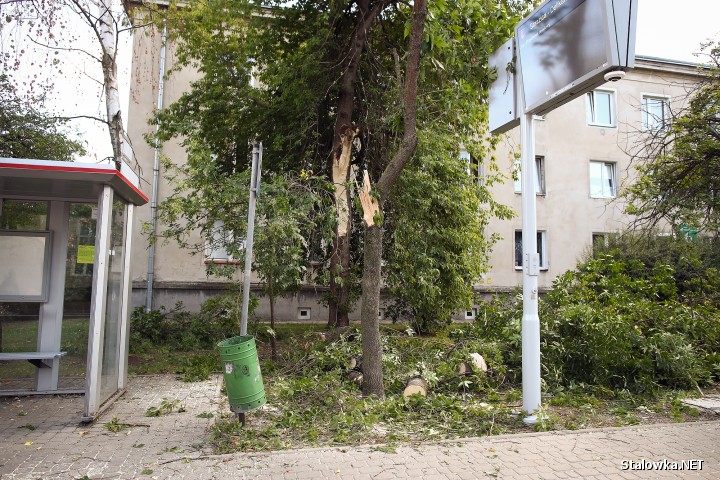 W niedzielne przedpołudnie drzewo runęło na przystanek autobusowy i chodnik. Na szczęście nikt nie został ranny.