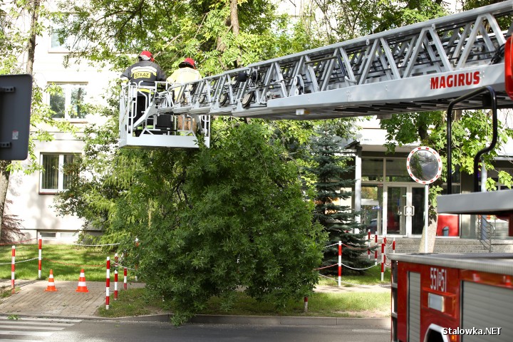 Strażacy mogli jedynie odciąć zagrażający bezpieczeństwu fragment, jednak na drzewie w dalszym ciągu pozostało wiele suchych gałęzi.