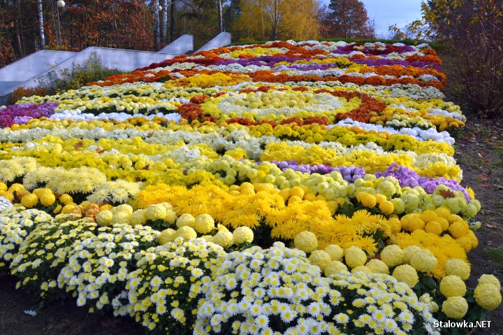Najbardziej zachwycająca kompozycja z kolorowych chryzantem powstała na klombie na wzgórku w parku miejskim.