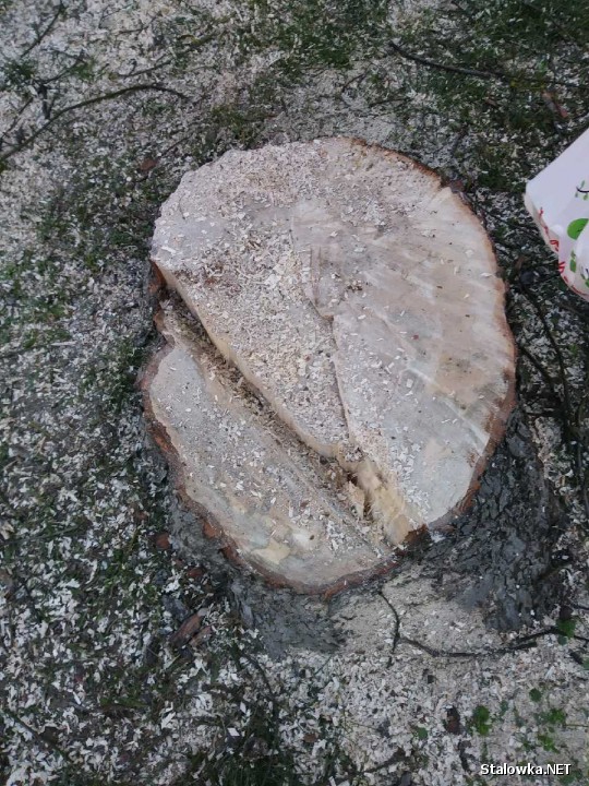 Dziś wycięto drzewo na ulicy Popiełuszki 41, nieopodal sklepu Społem, przed Ofiar Katynia w Stalowej Woli.