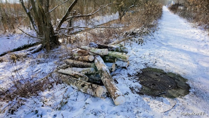 Na razie wygląda na to, że usuwane są drzewa nadgryzione przez bobry, a właściwa wycinka drzew jeszcze nie ruszyła.