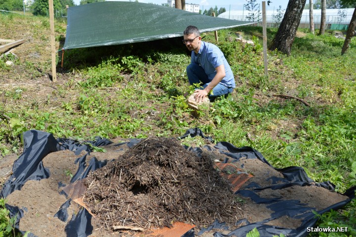 Doktor Tomasz Włodarczyk przy kopcu z mrówkami, który ma być przeniesione.
