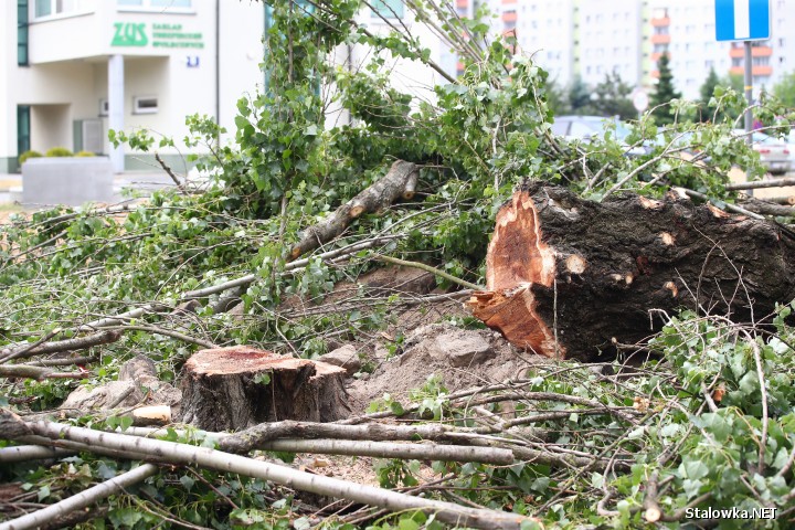 Trwa wycinka drzew wzdłuż ulicy Popiełuszki w Stalowej Woli. Mieszkańcy przecierają oczy ze zdumienia bo do końca wierzyli, że uda się je uratować.