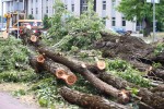 Trwa wycinka drzew wzdłuż ulicy Popiełuszki w Stalowej Woli. Mieszkańcy przecierają oczy ze zdumienia bo do końca wierzyli, że uda się je uratować.