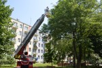 Na Siedlanowskiego strażacy interweniowali do uwięzionego między gałęziami ptaka.