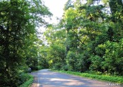 Sochy pod szczególnym nadzorem. Zielone płuca dla powstających osiedli mieszkaniowych.