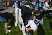 Jedną z atrakcji w Lasowiackiej Zagrodzie było dojenie krowy.