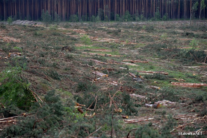 Wycinka lasu w Stalowej Woli.