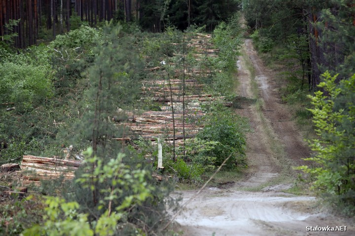 Wycinka lasu w Stalowej Woli.