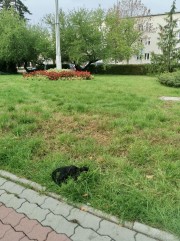 Martwy kot leżący od środy na skwerze przed Urzędem Miasta na ul. Wolności w Stalowej Woli.