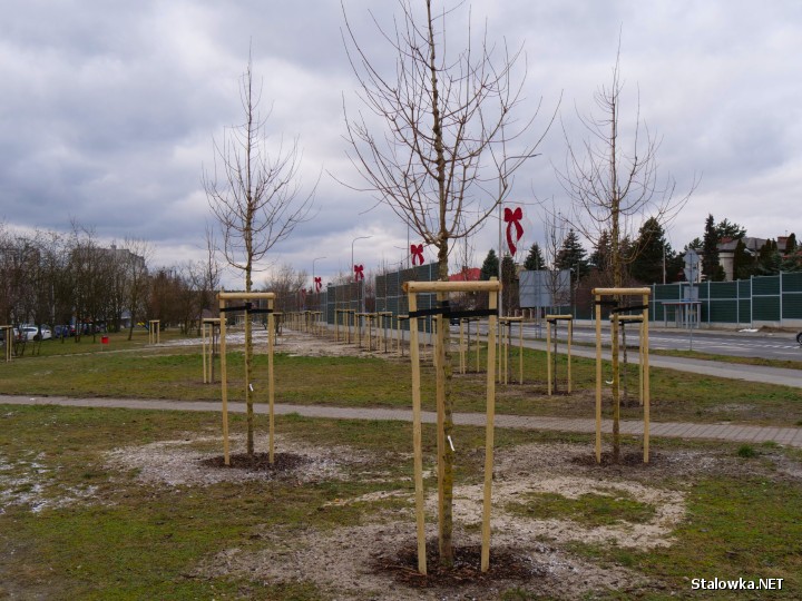 Ponad pół tysiąca nowych drzew w Stalowej Woli.