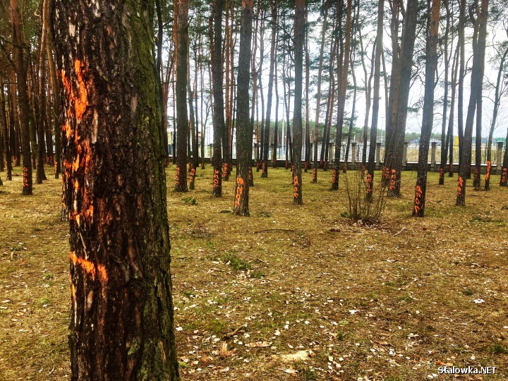 Coraz więcej mieszkańców jest zaniepokojonych widokiem drzew, które rosną na terenie Miejskiego Ośrodka Sportu i Rekreacji w Stalowe Woli. Na ich pniach pojawiły się namalowane farbą oznaczenia.