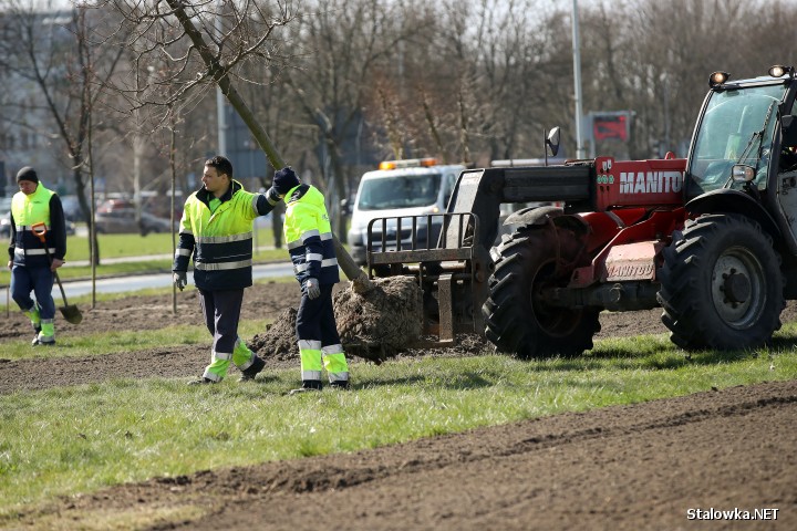 Akcja sadzenia drzew w Stalowej Woli.