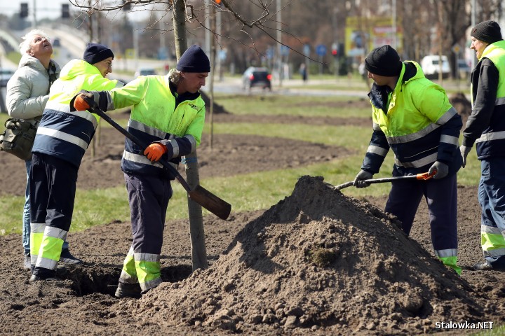Akcja sadzenia drzew w Stalowej Woli.