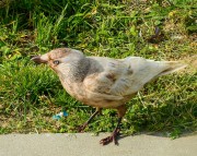 Kawka albinos jest nazywany ornitologicznym krukiem. 