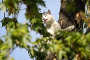 112: kot wszedł na drzewo a za nim chłopak. Nie mogli zejść. Wezwano straż pożarną.