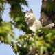 Stalowa Wola: 112: kot wszedł na drzewo a za nim chłopak. Nie mogli zejść. Wezwano straż pożarną
