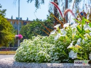Na terenie Stalowej Woli pracownicy zieleni Miejskiego Zakładu Komunalnego ukwiecają donice. Jest ich 150.