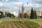 Na terenie Stalowej Woli w ciągu ostatnich kilku lat zintensyfikowano liczbę nasadzeń, głównie drzew. Niestety wiele z nich uschło, głównie z powodu upałów i suszy.