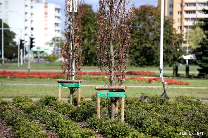 Na terenie Stalowej Woli w ciągu ostatnich kilku lat zintensyfikowano liczbę nasadzeń, głównie drzew. Niestety wiele z nich uschło, głównie z powodu upałów i suszy.