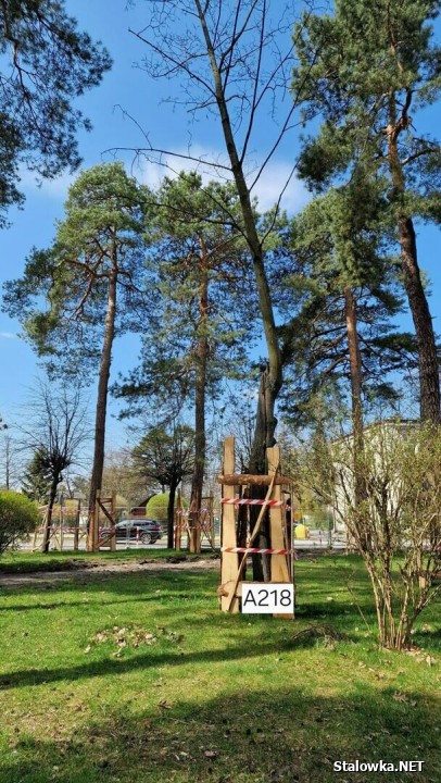 Przegląd drzewostanu na Placu Piłsudskiego. 8 drzew do usunięcia.