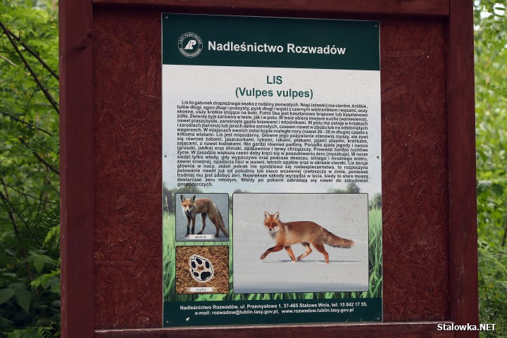 Pożar lasu na Ciemnym Kącie.