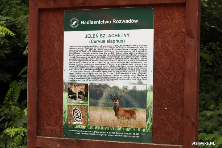Pożar lasu na Ciemnym Kącie.