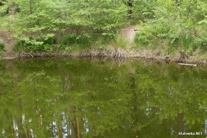 Pożar lasu na Ciemnym Kącie.