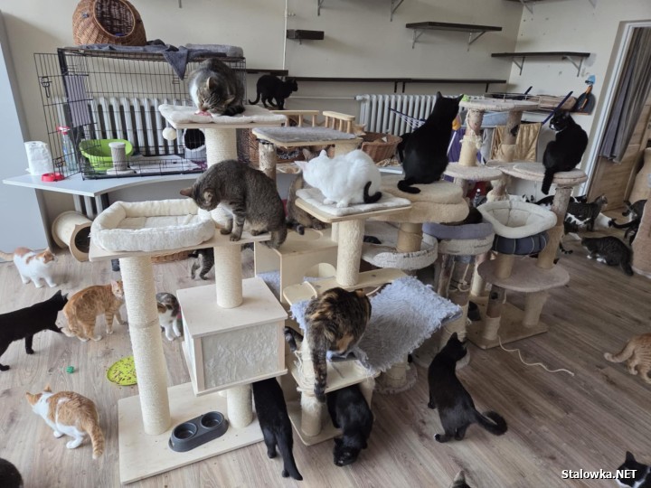 Kocia Wyspa bierze udział w konkursie Łap dotację na organizację.