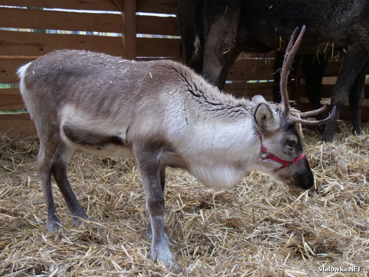 7 grudnia, odbyły się wyjątkowe Mikołajki Miejskie.
