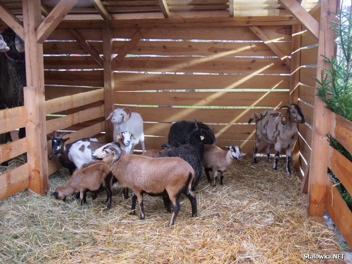 7 grudnia, odbyły się wyjątkowe Mikołajki Miejskie.