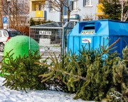 Pierwsze zielone drzewa już pojawiły się przy miejskich pergolach, dlatego ogłaszamy zbiórkę bożonarodzeniowych choinek.