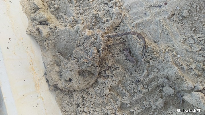 Niespodzianki na placach zabaw. Dziecko znalazło w piaskownicy zasuszonego szczura.