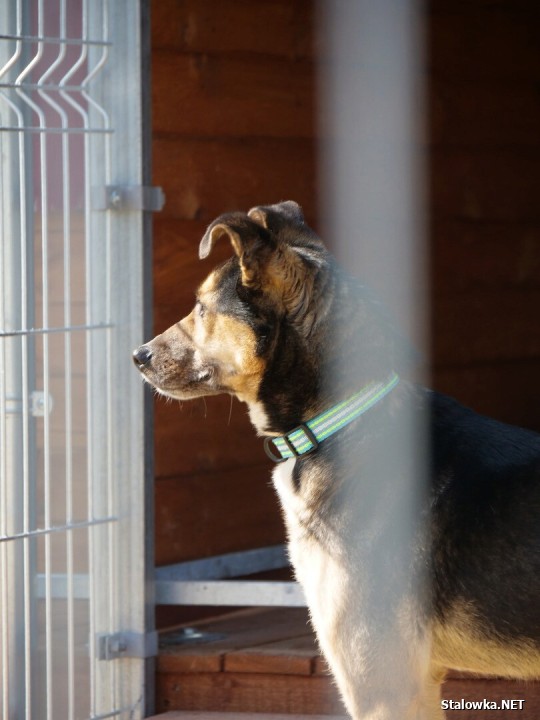 Uroczystość zbiegła się z jubileuszem 10-lecia działalności stowarzyszenia Psia Przystań, która już od dekady ratuje zwierzęta skazane na samotność, głód i strach. 