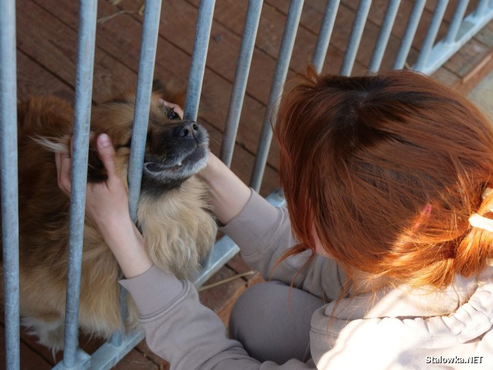 Uroczystość zbiegła się z jubileuszem 10-lecia działalności stowarzyszenia Psia Przystań, która już od dekady ratuje zwierzęta skazane na samotność, głód i strach. 