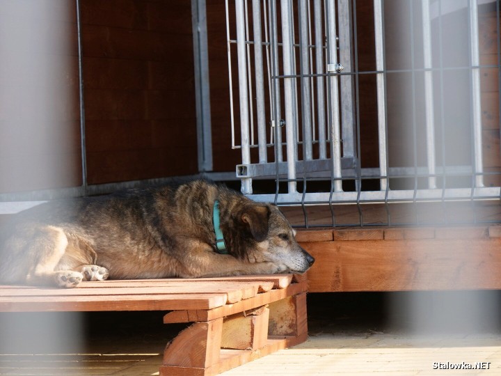 Uroczystość zbiegła się z jubileuszem 10-lecia działalności stowarzyszenia Psia Przystań, która już od dekady ratuje zwierzęta skazane na samotność, głód i strach. 