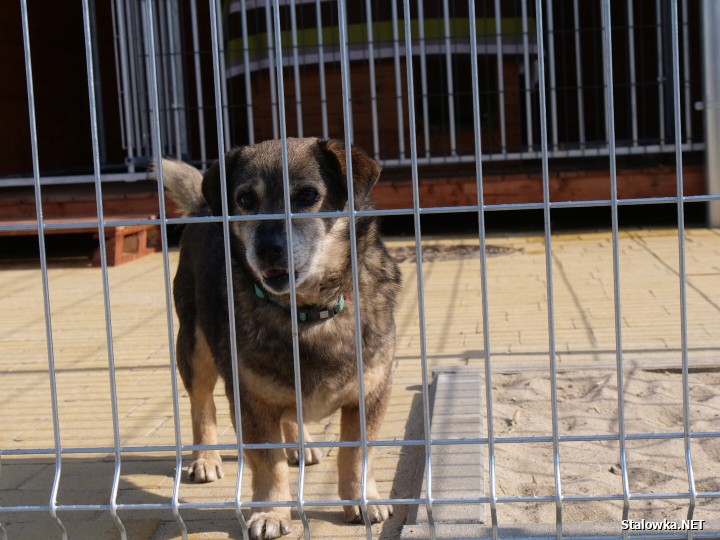 Uroczystość zbiegła się z jubileuszem 10-lecia działalności stowarzyszenia Psia Przystań, która już od dekady ratuje zwierzęta skazane na samotność, głód i strach. 