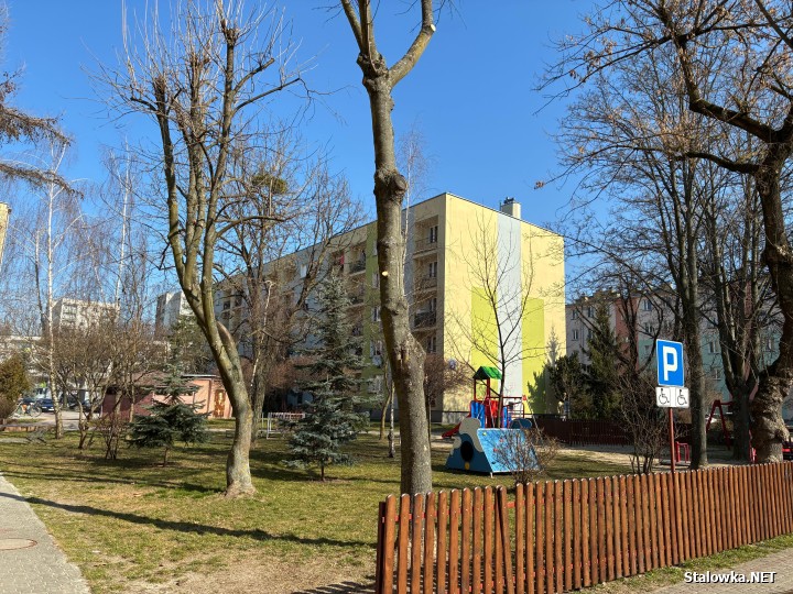 Powraca temat przycinki drzew na wiosnę. Jeden z Czytelników Stalowka.NET zwraca uwagę na ulicę Czarnieckiego, między blokami 9 i 11.
