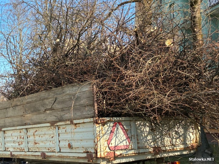 Powraca temat przycinki drzew na wiosnę. Jeden z Czytelników Stalowka.NET zwraca uwagę na ulicę Czarnieckiego, między blokami 9 i 11.